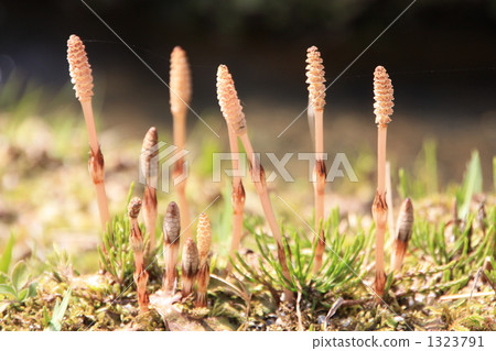 horsetail, weed, weeds 1323791