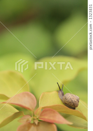 蝸牛 舞舞 人工耳蝸 1323831