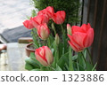 Tulip 1323886