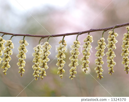 Kiboshi之花 1324370