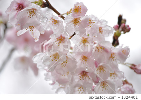 雨後的櫻花 1324401