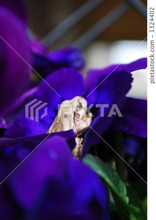 成為蝴蝶的夢想 1324402