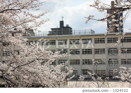 學校 櫻花 櫻 1324532