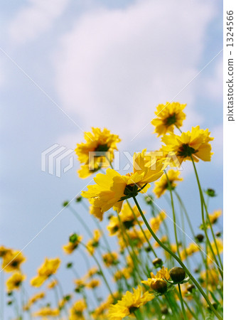 在該字段中的花 1324566