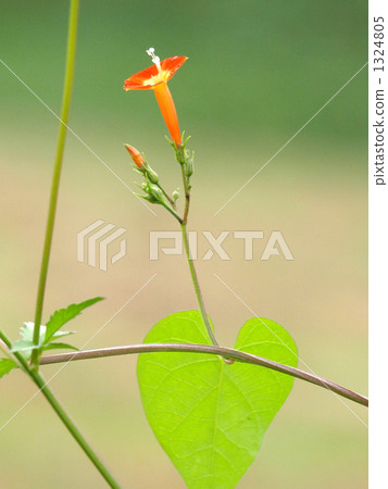 Morning glory which blooms in the field 1324805