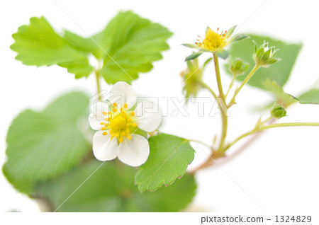 Flower seed of strawberry. Flower seed of strawberry. 1324829