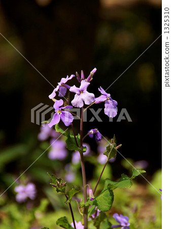 Murasakihanana 1325310