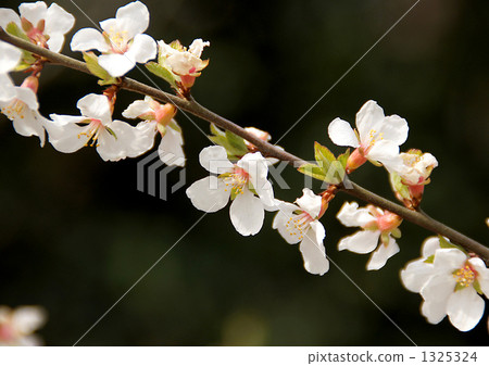 Yulium的花 Yulium的花 1325324