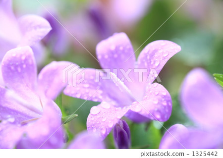 風鈴草和滴 風鈴草和滴 1325442