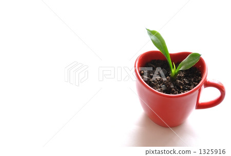 Sansberia種植在一個紅色的心形杯子裡 Sansberia種植在一個紅色的心形杯子裡 1325916