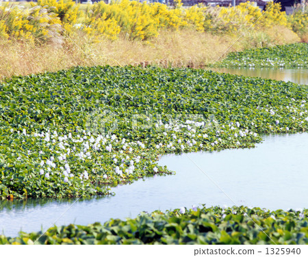 water hyacinth, eichornia crassipes, waterweed 1325940