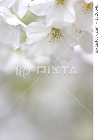 OOSHIMAZAKURA。 1326040