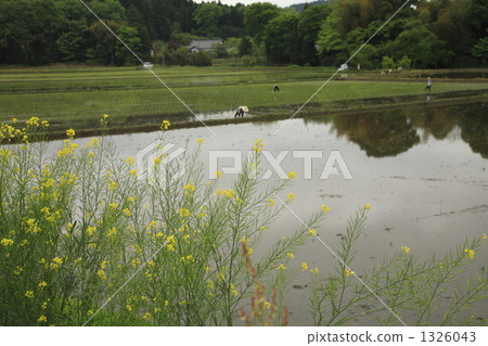 farmwork, rice planting, rural scene 1326043