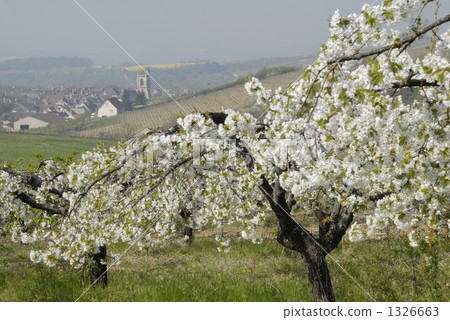 櫻花在法國中部的Irancee村莊 1326663