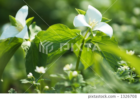 wake robin, bloom, blossom 1326708