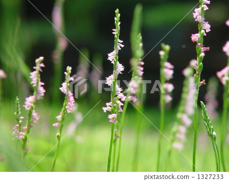 06 Screw Banners · Orchids Department 13 06 Screw Banners · Orchids Department 13 1327233