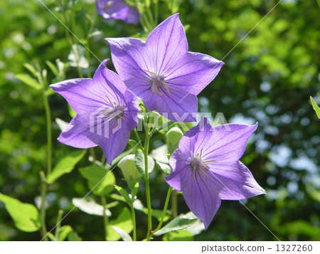 July Fennel and Family Family 19 1327260