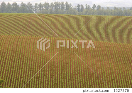 Rich farmland 1327276