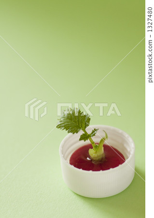 用塑料瓶蓋子發芽 用塑料瓶蓋子發芽 1327480