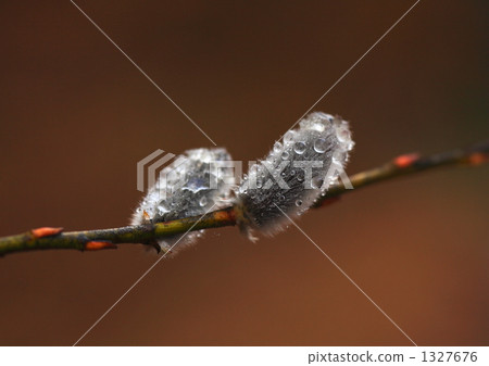 rosegold pussy willow, pussy-willow, sprout 1327676