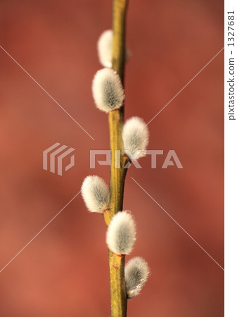 rosegold pussy willow, pussy-willow, sprout 1327681