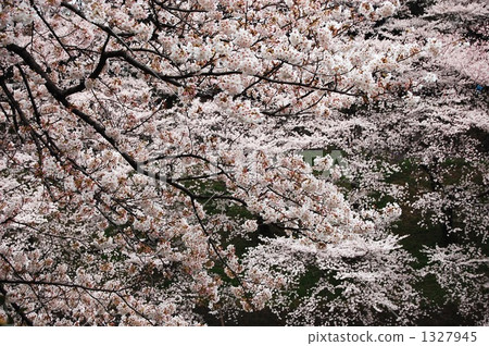Cherry Blossoms	 1327945