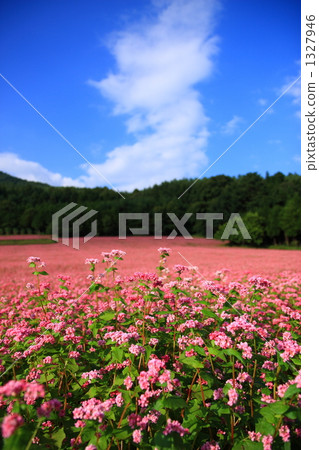 Red flower field ④ 1327946
