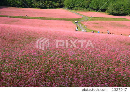 Flower garden of red soba ⑦ 1327947