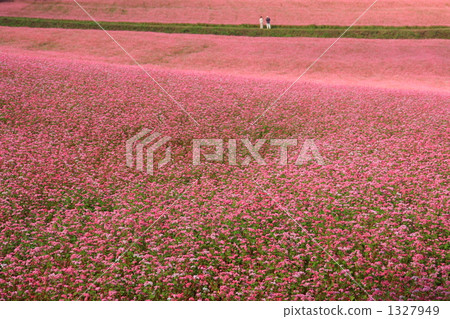 Flower garden of red soba ⑧ Flower garden of red soba ⑧ 1327949