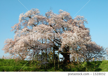 Asai，櫻花和藍天一棵櫻桃樹 1328032