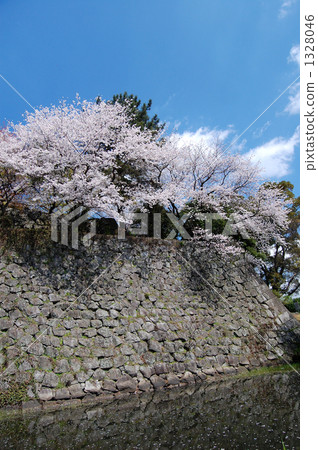 在久留米城堡站點，護城河，藍天盛開的櫻花 1328046