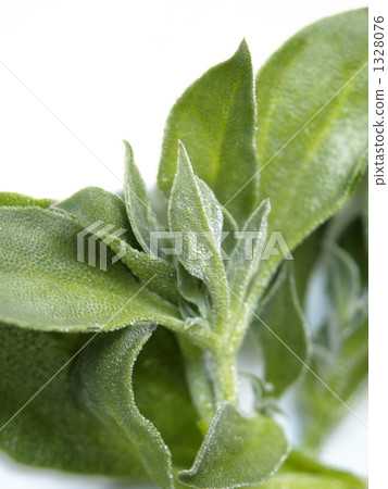 Leaves of new vegetables "Ice Plant" Leaves of new vegetables "Ice Plant" 1328076