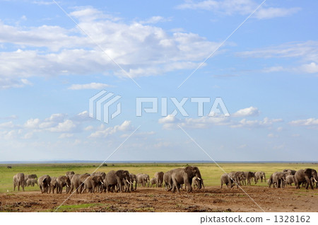 Elephant Marching 1328162