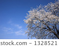 Cherry blossoms in blue sky 1328521