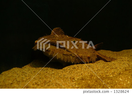 美洲鮟鱇 襞魚 鹹水魚 1328624