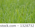 paddy, rice plant, yellow-green 1328732