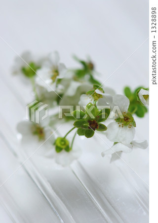 White of Yukiyanagi White of Yukiyanagi 1328898