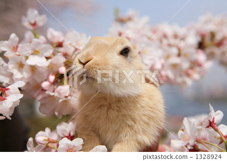 I look up at a cherry-blossom viewing rabbit 1328924