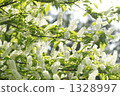 bird-cherry, gray's bird cherry, gray's chokecherry 1328997