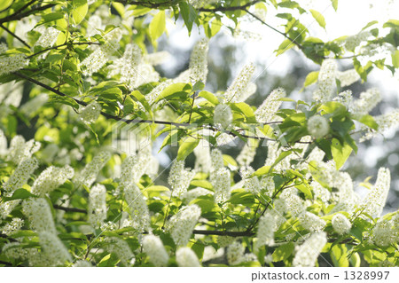 bird-cherry, gray's bird cherry, gray's chokecherry 1328997