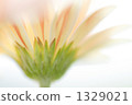 gerbera, gerberas, bloom 1329021
