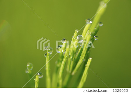 Drop Of Water, drop, water drop 1329053