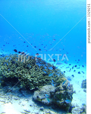 coral, blue green damselfish, blue-green chromis 1329251