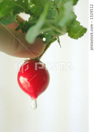 Radish 1329512