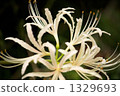 Cluster amaryllis 1329693
