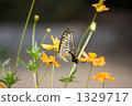 Swallowtail butterfly and flower 1329717