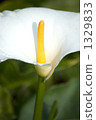 Color flowers 1329833