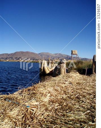 totora, schoenoplectus tabernaemontani, floating island 1329837