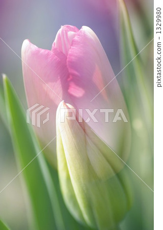 A bud A bud 1329980