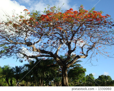 royal poinshiana, fountain tree, delonix regia 1330060